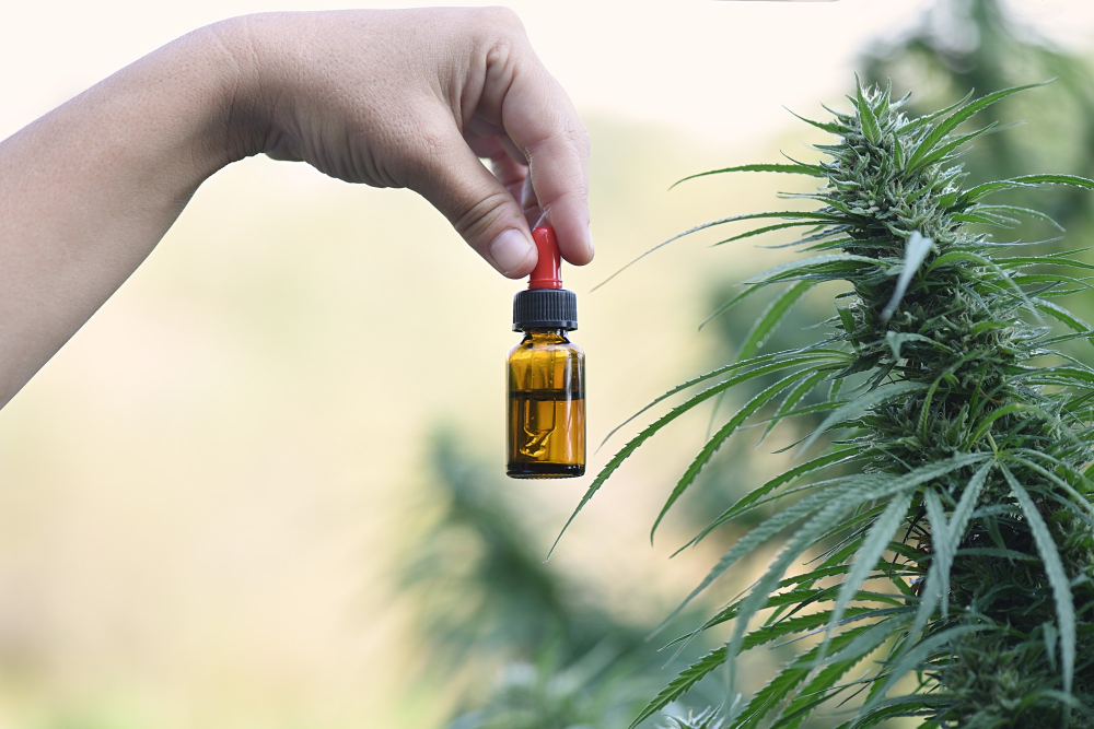 Où acheter du CBD à Nice : les meilleures adresses pour consommer en toute sérénité sur la Côte d’Azur