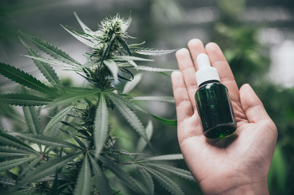 Où acheter du CBD sur la Côte Normande : entre bien-être naturel et accessibilité locale